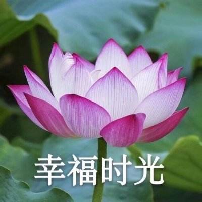 召唤大陆游戏下载